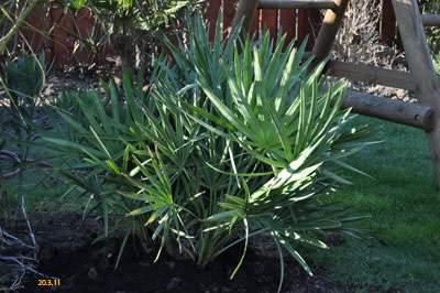 Serenoa
